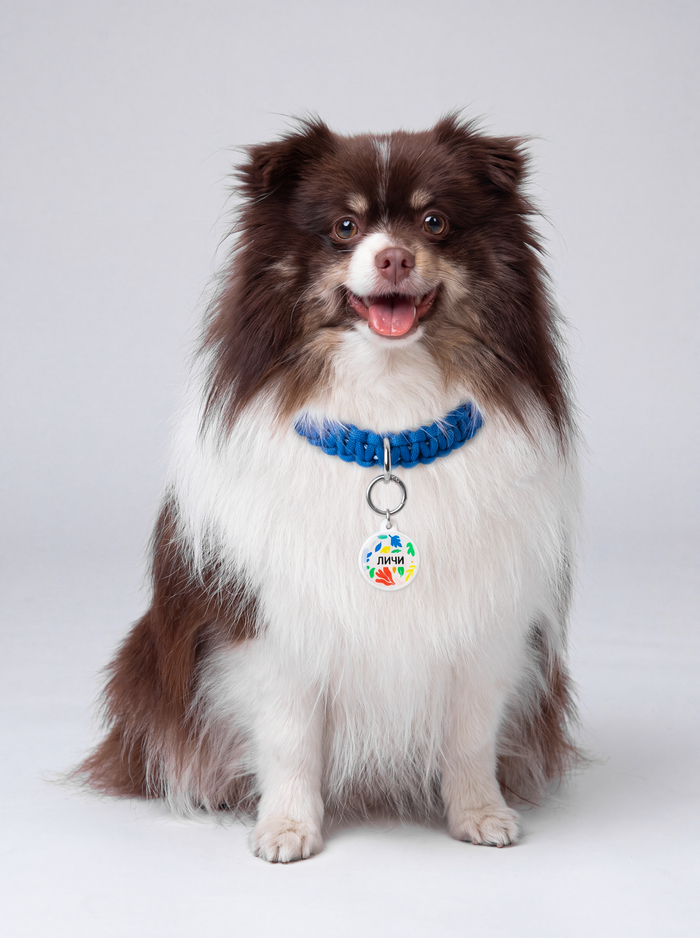 Собаки в адресниках OMYDOG